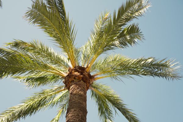 Palm Tree Pruning in Kokomo