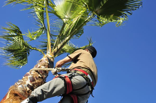 Palm Tree Trimming in Kokomo
