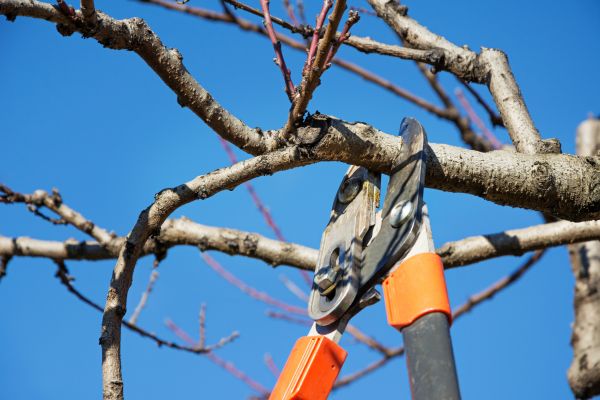 Tree Shearing in Kokomo