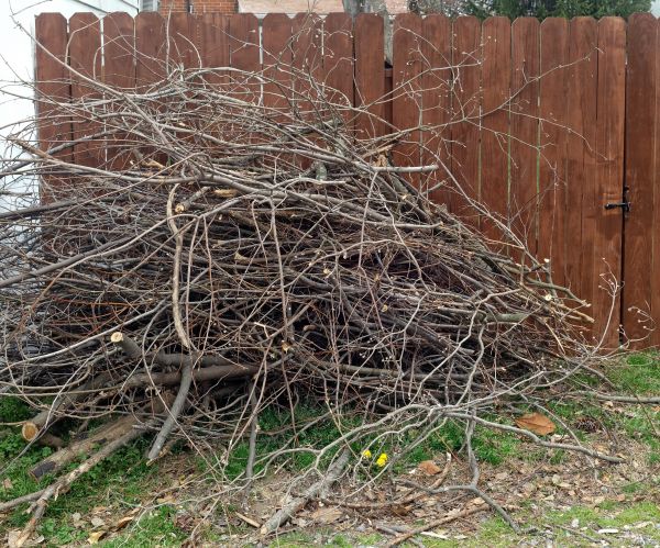 Dead Branch Removal in Kokomo