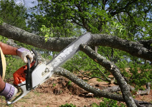 Tree Branch Cutting in Kokomo