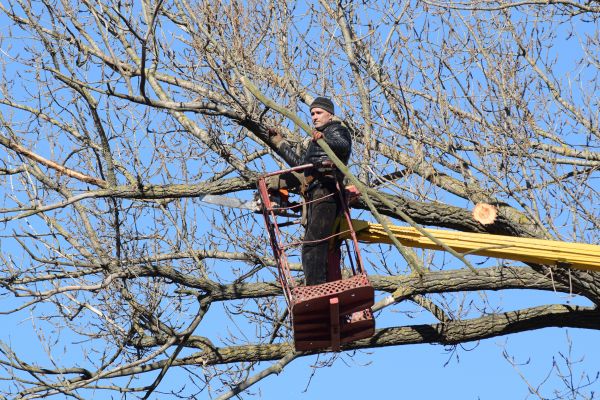 Emergency Tree Trimming in Kokomo
