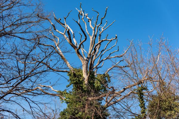 Deadwood Removal in Kokomo