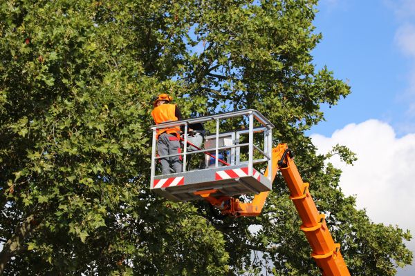 Commercial Tree Service in Kokomo