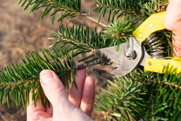 Pine Tree Pruning in Kokomo