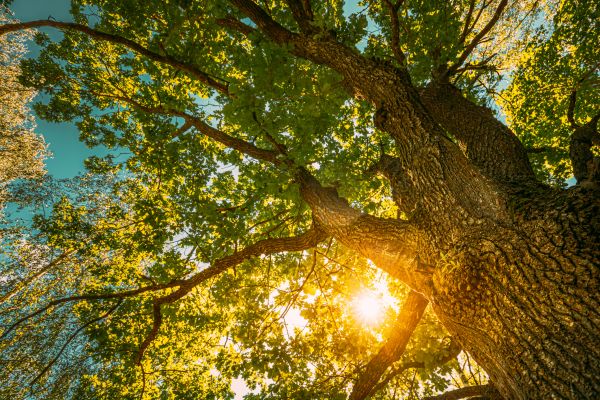 Oak Tree Pruning in Kokomo