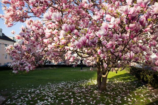 Magnolia Tree Pruning in Kokomo