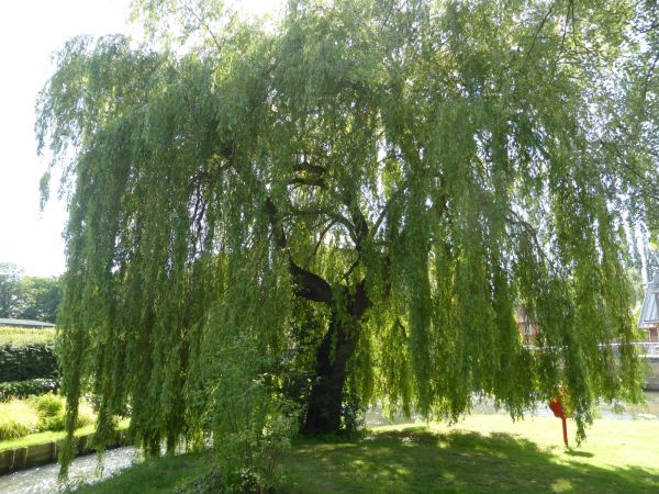 Willow Tree Trimming in Kokomo