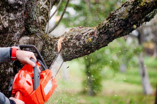 Tree Limbs Removal in Kokomo