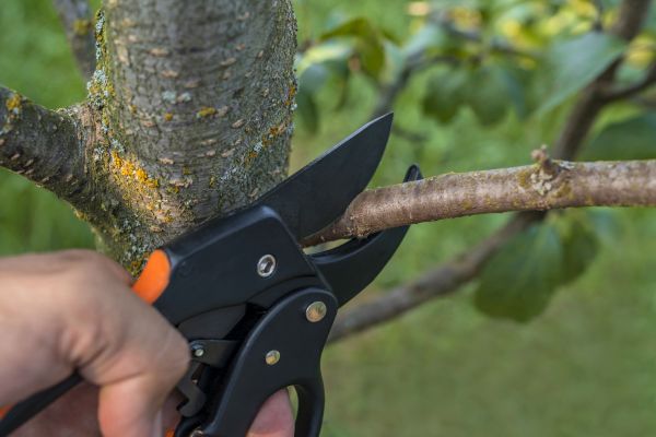 Tree Limb Cutting in Kokomo