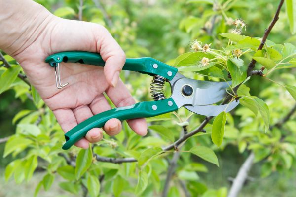 Pear Tree Pruning in Kokomo