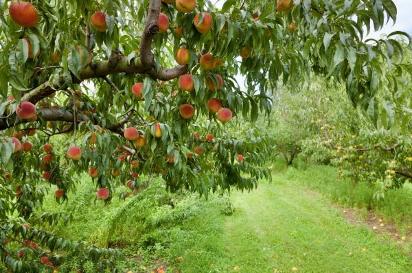 Peach Tree Pruning in Kokomo