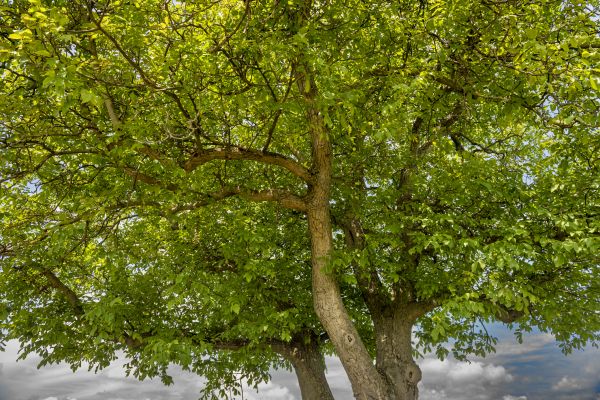 Walnut Tree Trimming in Kokomo