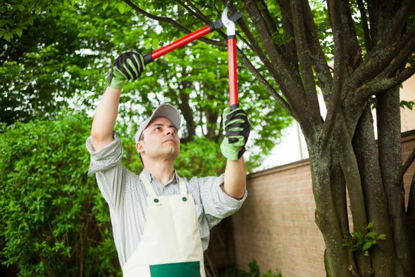 Tree Limb Pruning in Kokomo