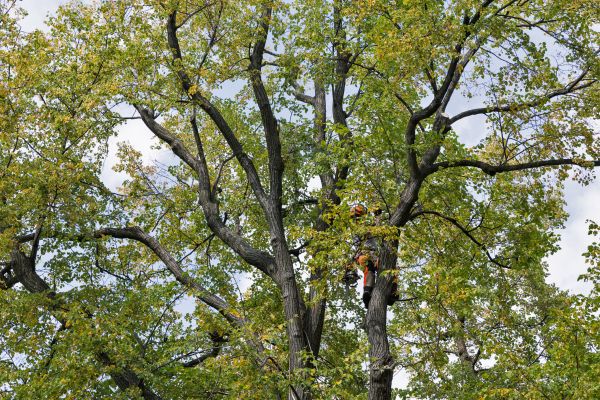 Tree Crown Shaping in Kokomo