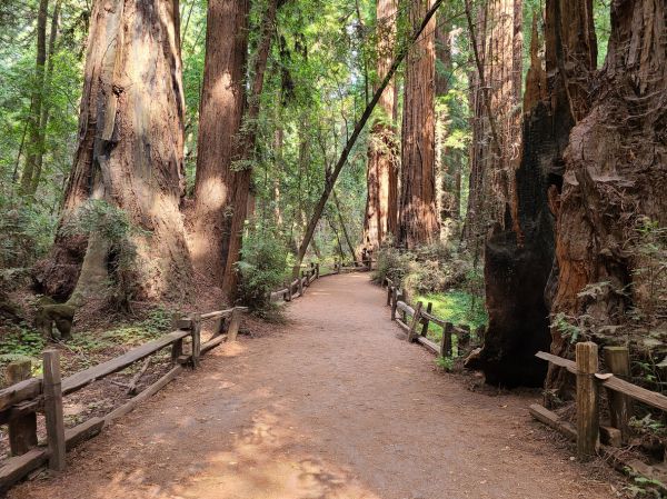 Redwood Tree Pruning in Kokomo