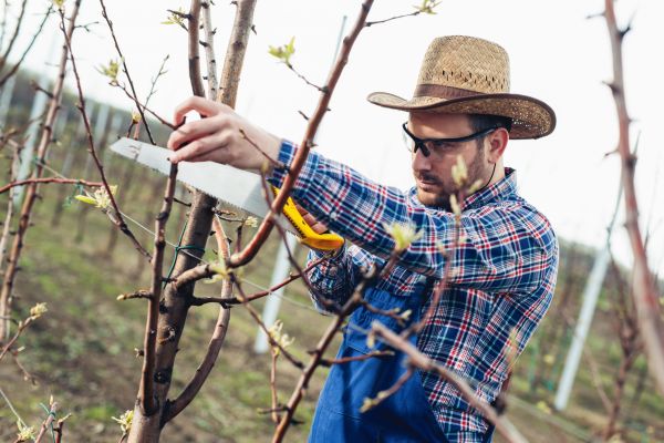 Orchard Tree Pruning in Kokomo