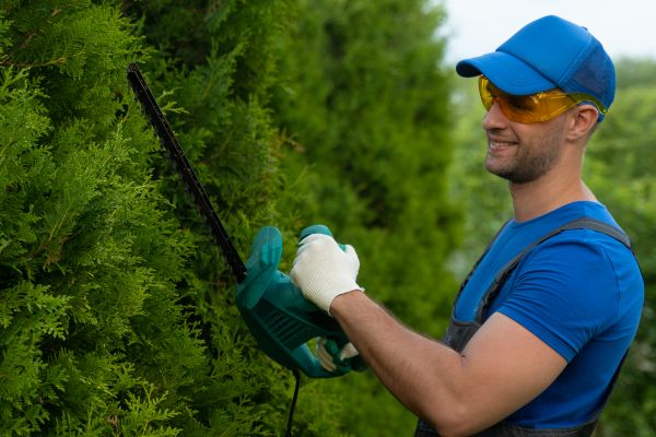 Tree Shaping Service in Kokomo