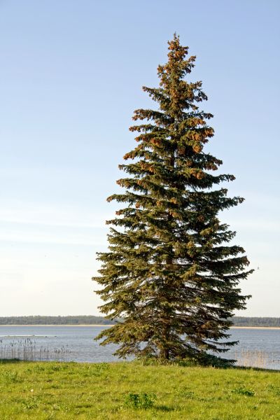 Spruce Tree Pruning in Kokomo