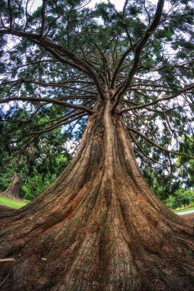 Cedar Tree Pruning in Kokomo