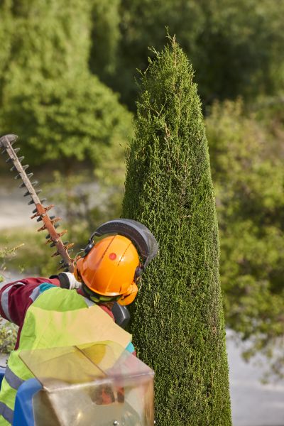 Cypress Tree Trimming in Kokomo
