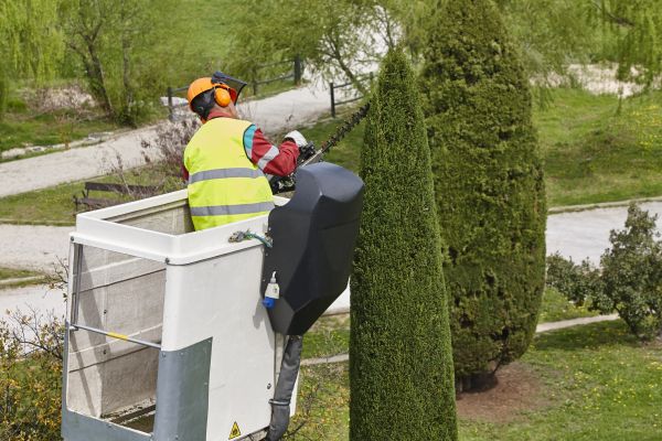 Cypress Tree Pruning in Kokomo