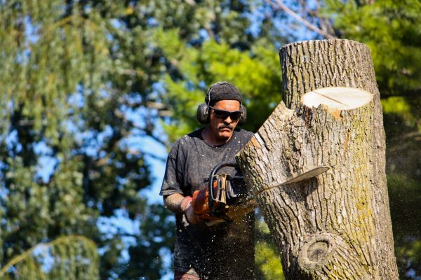 Ash Tree Pruning in Kokomo