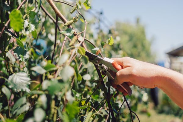 Birch Tree Pruning in Kokomo