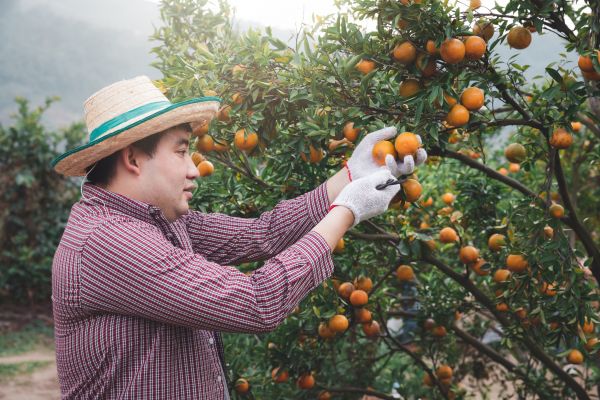 Orange Tree Pruning in Kokomo