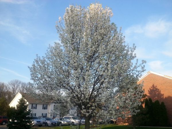 Bradford Pear Tree Pruning in Kokomo
