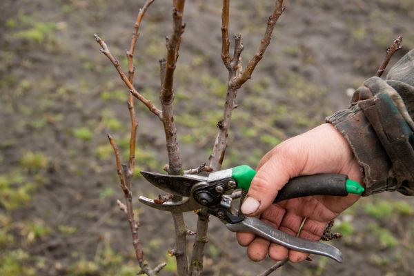 Pear Trees Pruning in Kokomo
