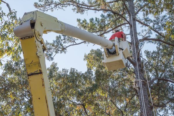 Limbs Trimming in Kokomo