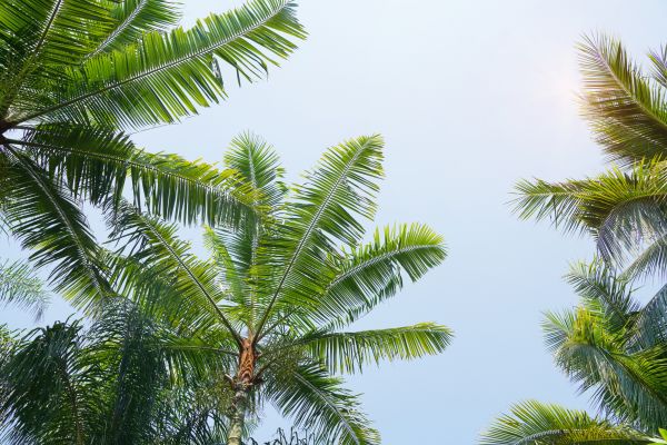 Queen Palm Tree Trimming in Kokomo