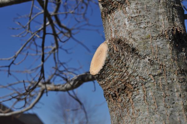 Limb Pruning in Kokomo