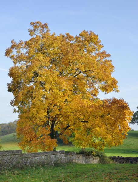 Hickory Tree Trimming in Kokomo