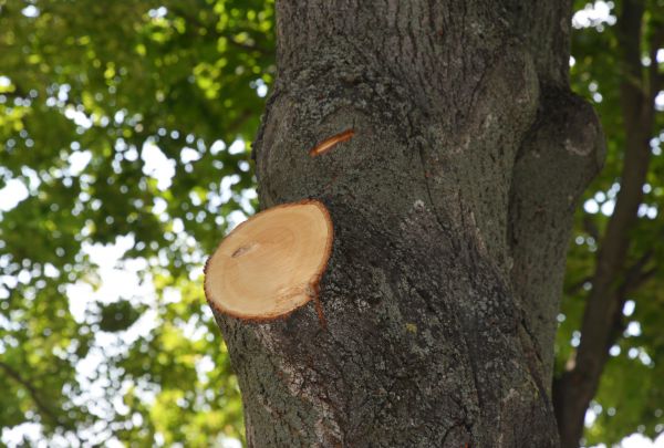 Limb Cutting in Kokomo