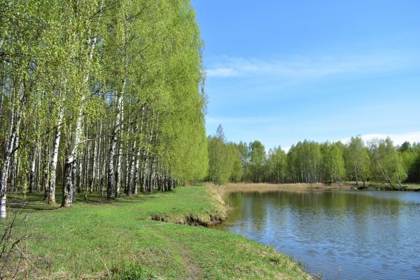 River Birch Pruning in Kokomo