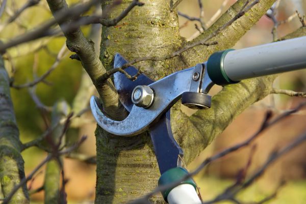 Tree Limb Trimming Service in Kokomo