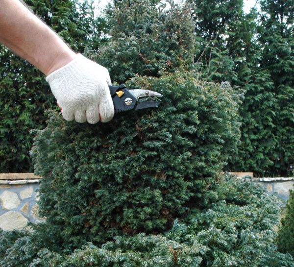 Ornamental Tree Trimming in Kokomo