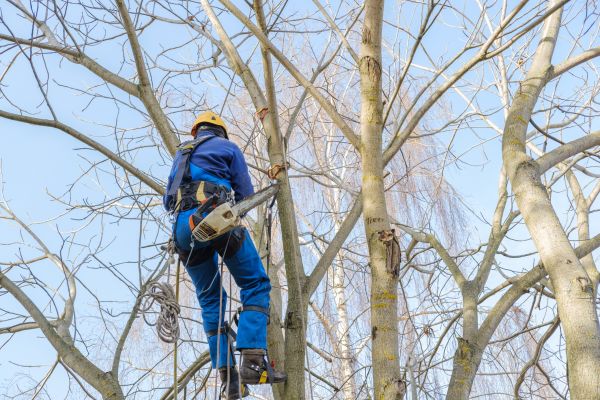 Large Tree Trimming in Kokomo