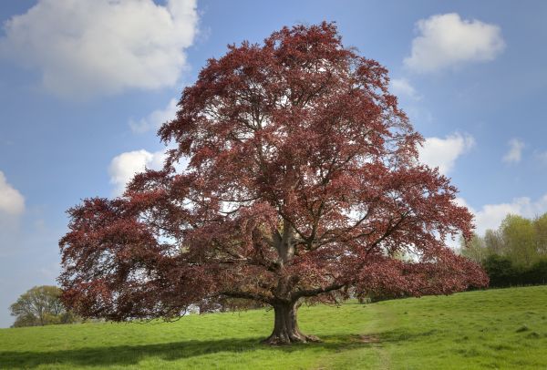 Beech Tree Pruning in Kokomo