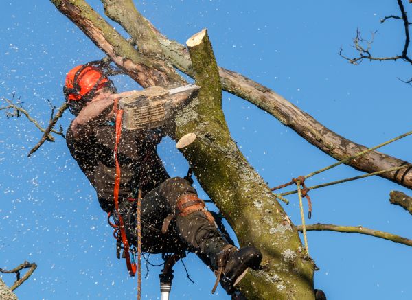 Tree Trimming Service in Kokomo
