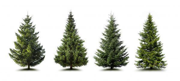 Pine Tree Trimming in Kokomo