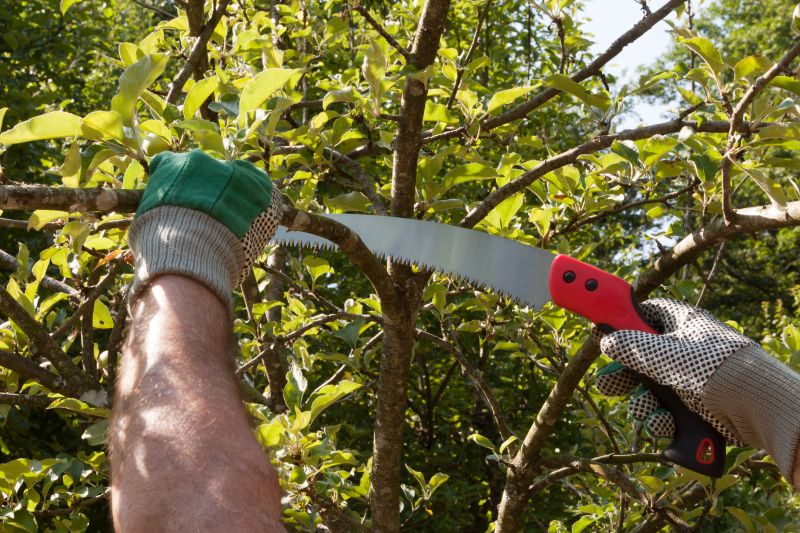 Birch Tree Pruning