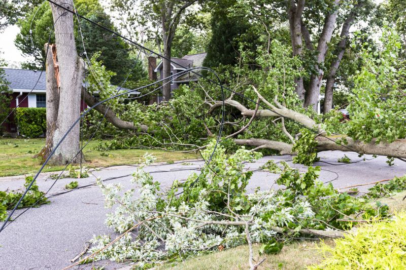 Fallen Tree on Sidewalk