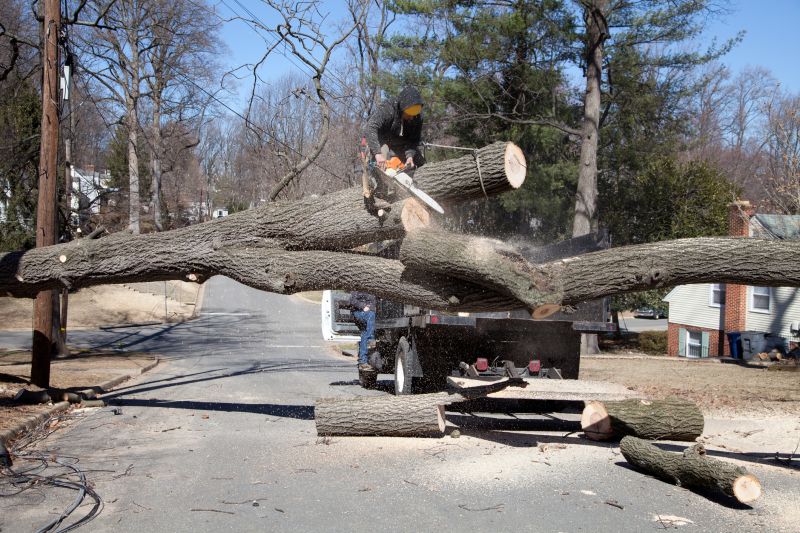 Residential Tree Clearing