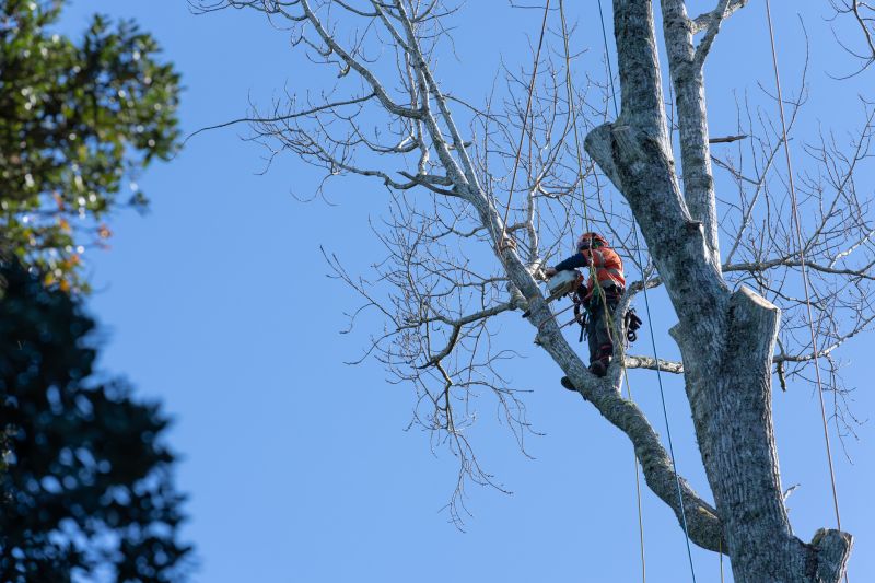Climbing and Aerial Trimming