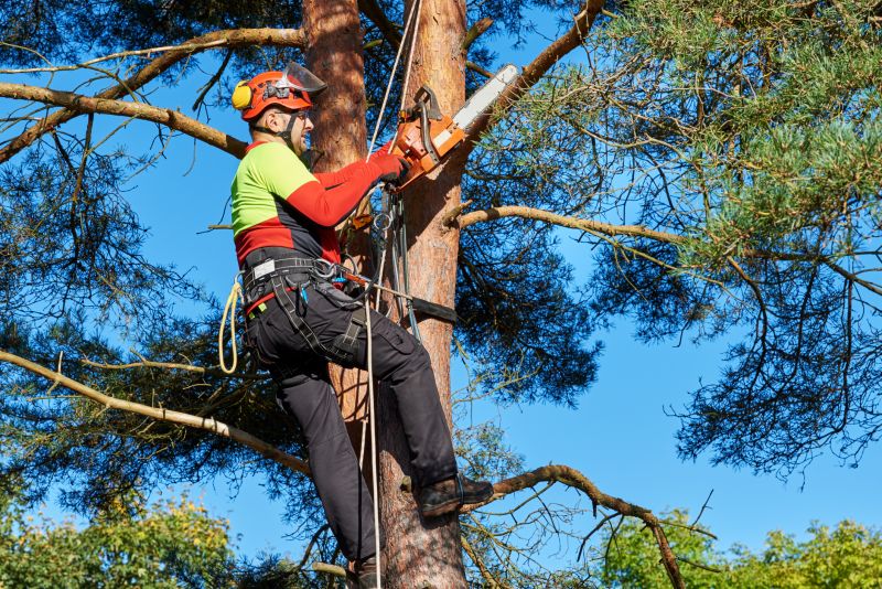 Tree Trimming in Fall